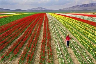 Konya İsmil Lale Tarlaları Havadan Kamera İzle