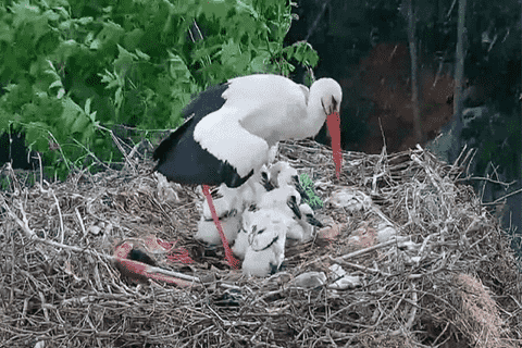 Karacabey Yaren Leylek Yuvası Canlı izle