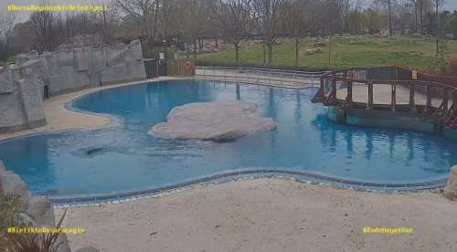 Bursa Hayvanat Bahçesi Foklar Canlı Mobese izle