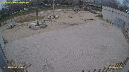 Bursa Hayvanat Bahçesi Gergedanlar Canlı Mobese izle