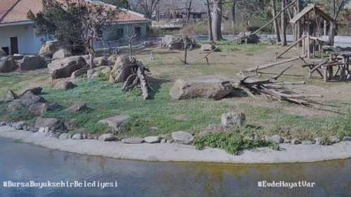 Bursa Hayvanat Bahçesi Lemurlar Canlı Mobese izle