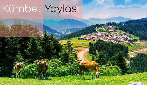 Giresun Kümbet Yaylası Canlı izle